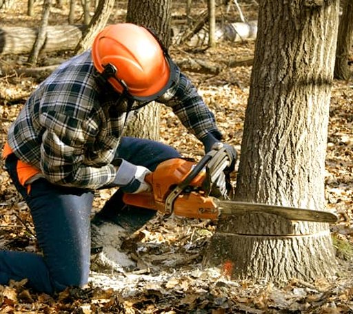 Tree Removal in Liberty, SC